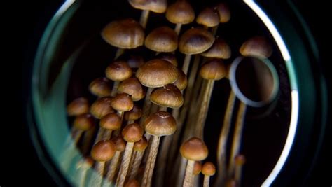 Magiic mushrooms idahp
